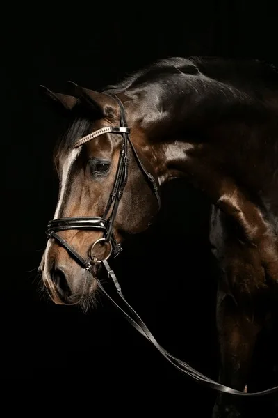 沙漠之鹰 - 马匹血统 - 欧宝电竞