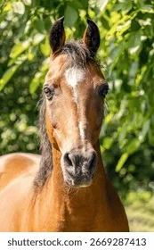 皇家信使 - 马匹血统 - 欧宝电竞